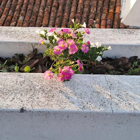 Bela Vista Pereira (Ribatejo)