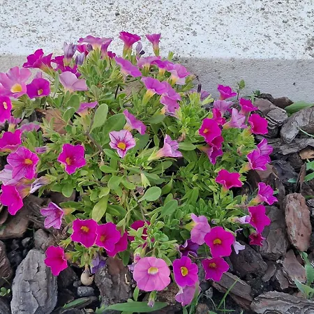 Bela Vista Apartman *