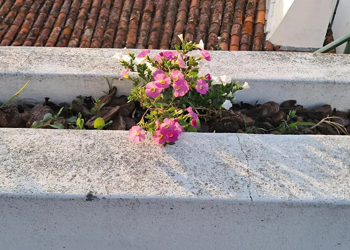 Bela Vista Pereira (Ribatejo)