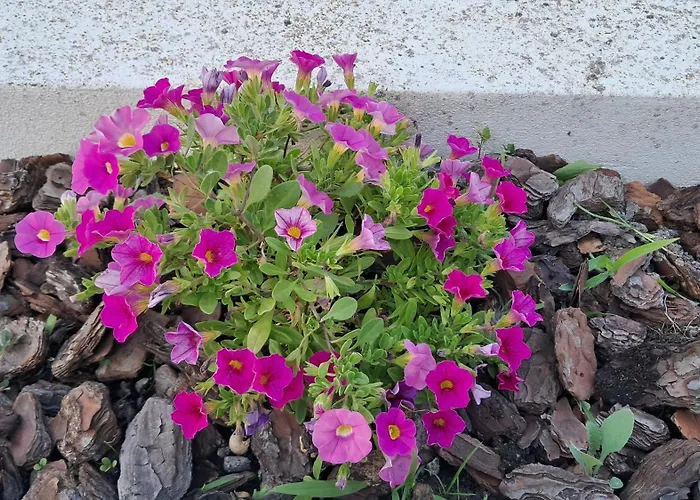 Bela Vista Lägenhet *